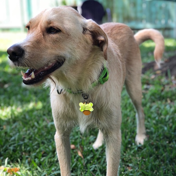 Meet your Posher, Jessie - Picture 3 of 8